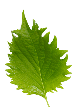 perilla